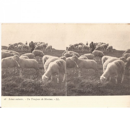 Un Troupeau de mouton